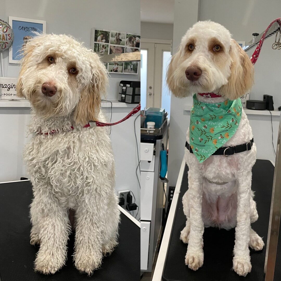 A before and after picture of a young adult dog