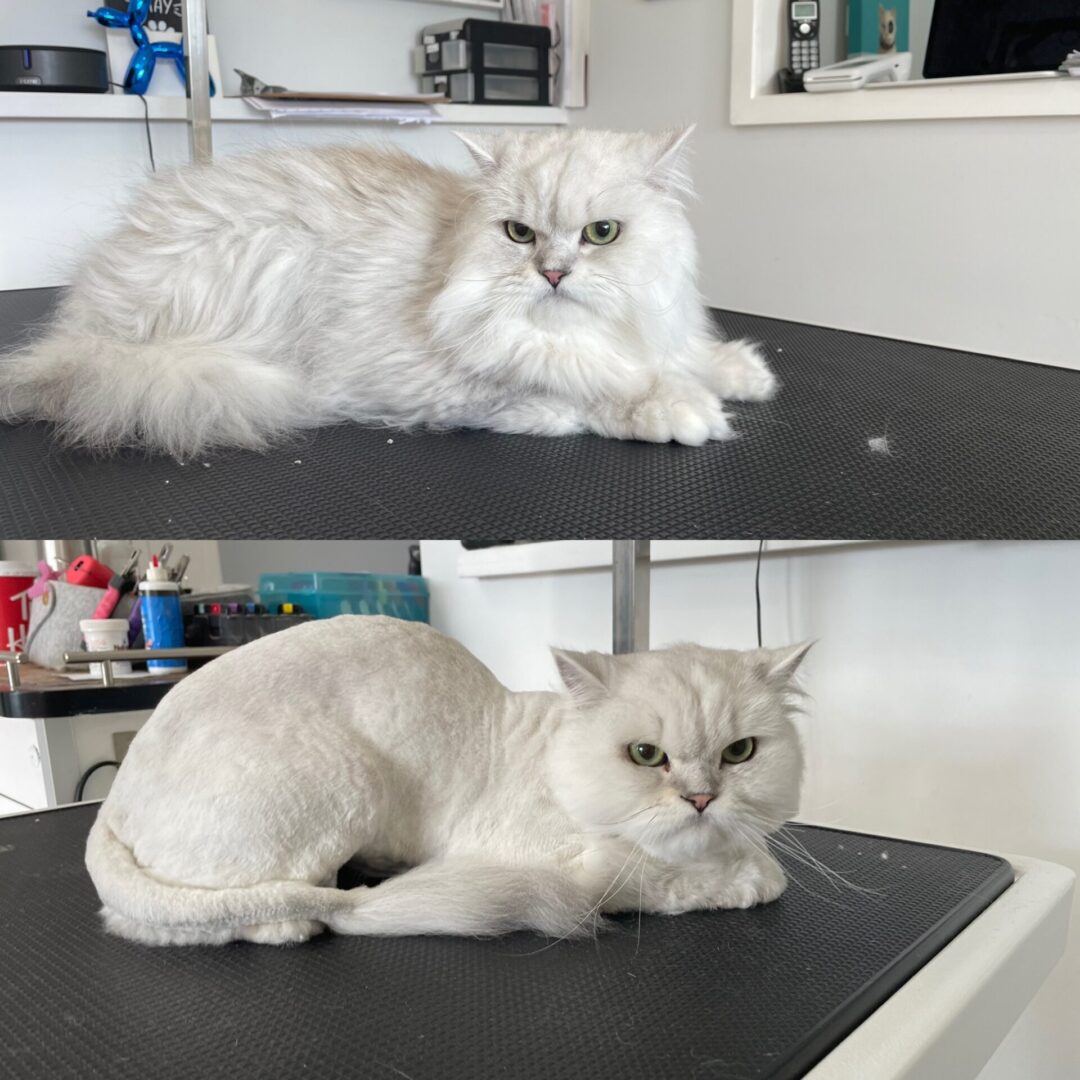 A before and after picture of a persian cat