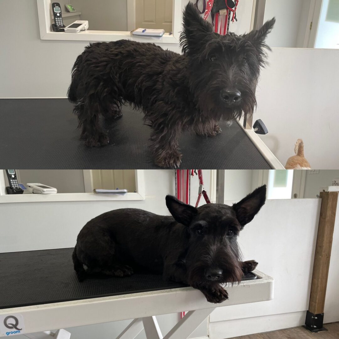 A before and after picture of a dog with black fur