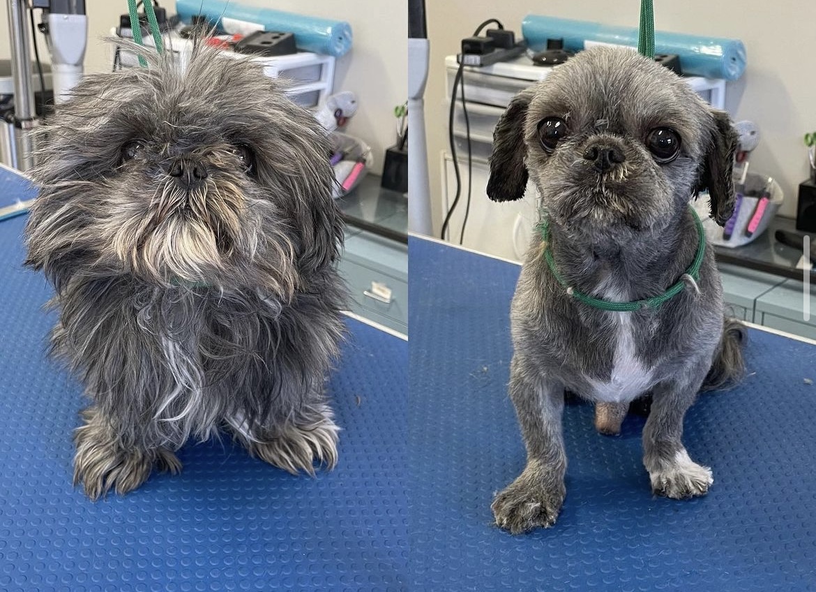 A before and after picture of a small little dog