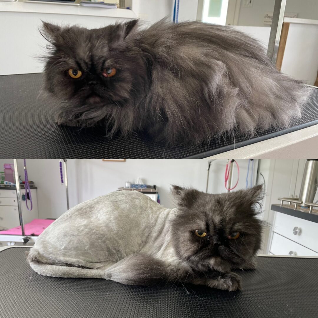 A before and after picture of a black persian cat
