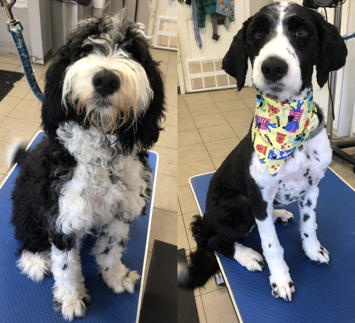 A before and after picture of a dog wearing a funky leash