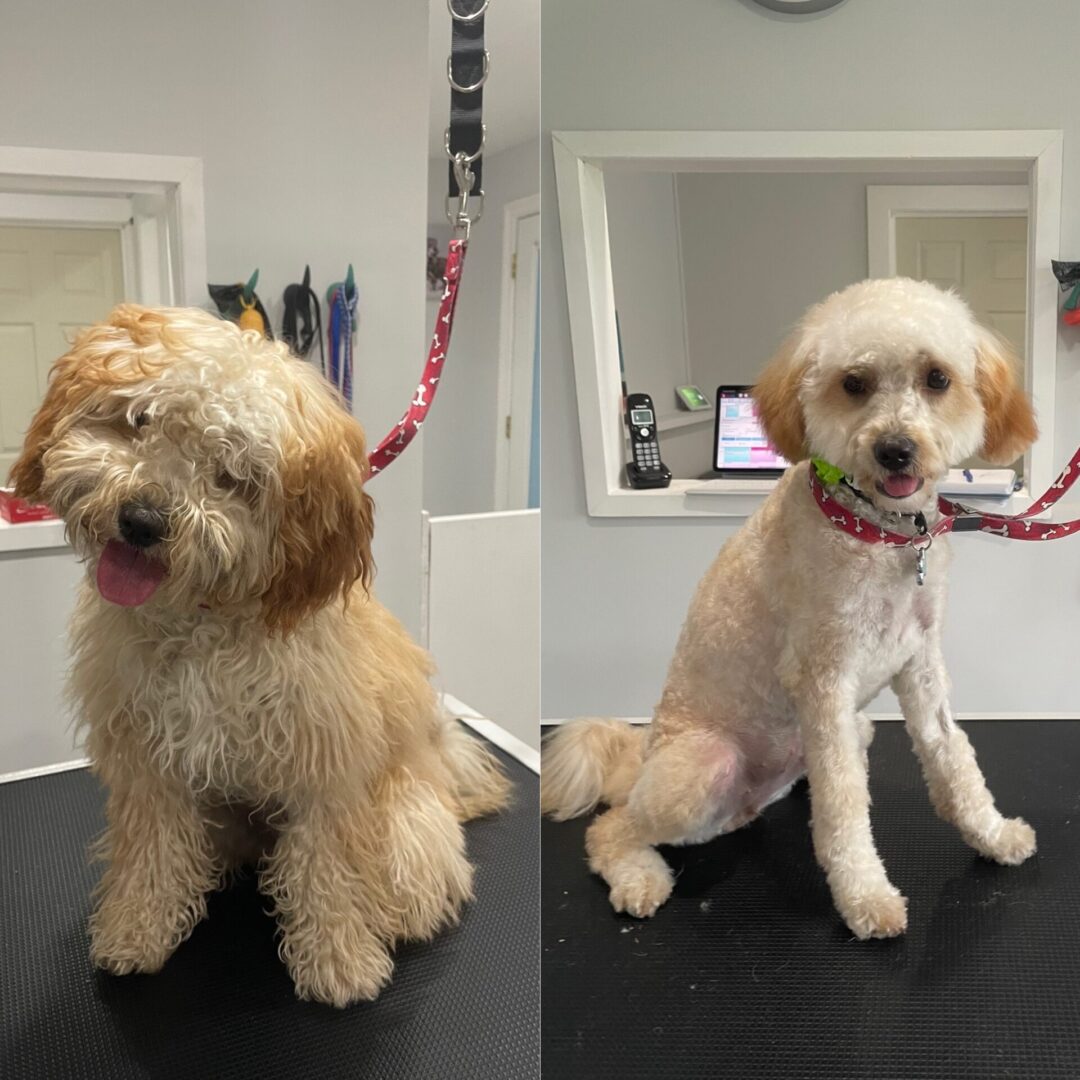 A before and after picture of a dog in white and brown color fur