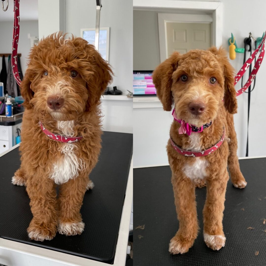 A before and after picture of a fluffy cute dog