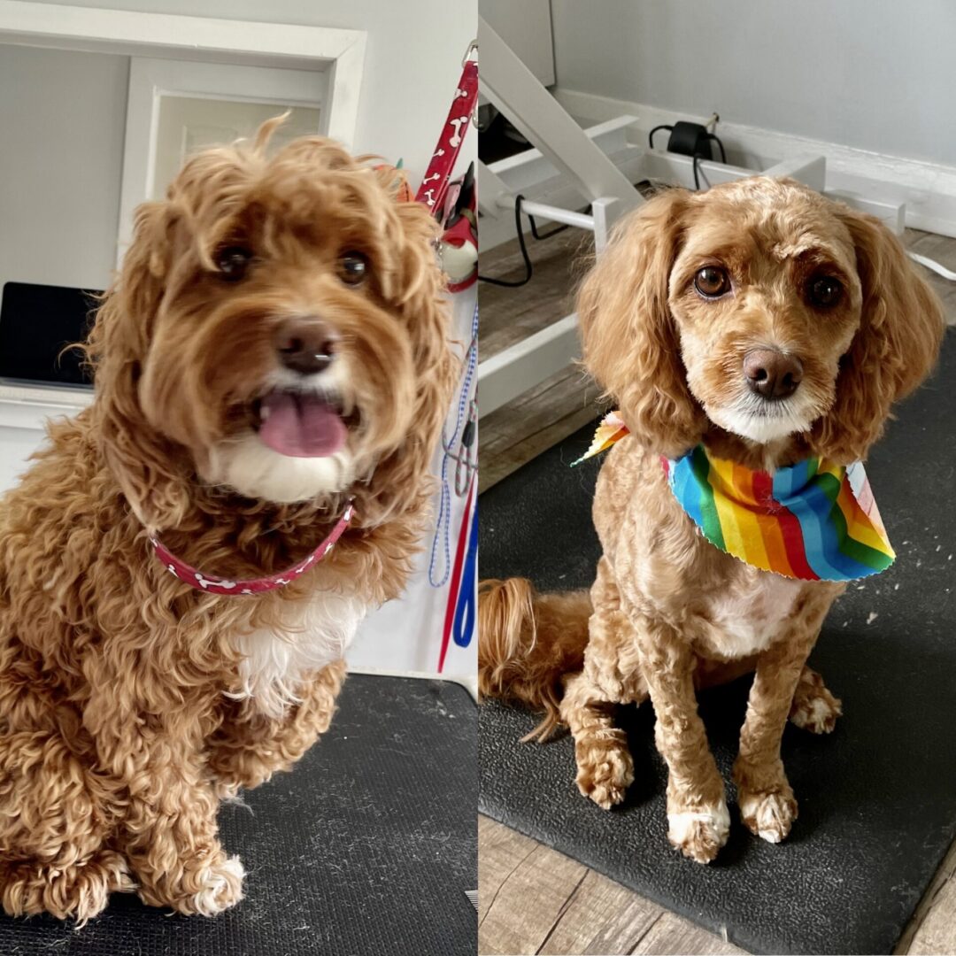 A before and after picture of a dog wearing a rainbow leash