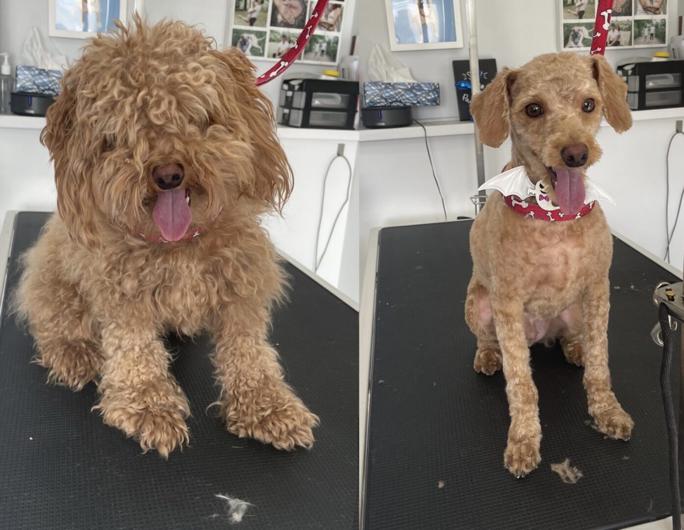 A before and after picture of a dog with curly hair