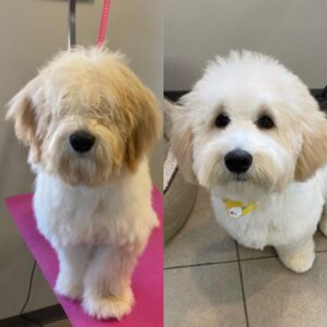 A before and after picture of a dog with rich white fur coat