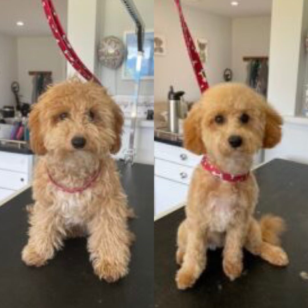 A before and after picture of a brown color groomed dog