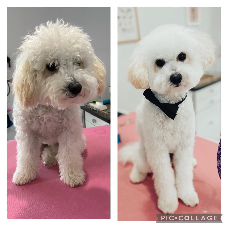 A before and after picture of a white color groomed dog