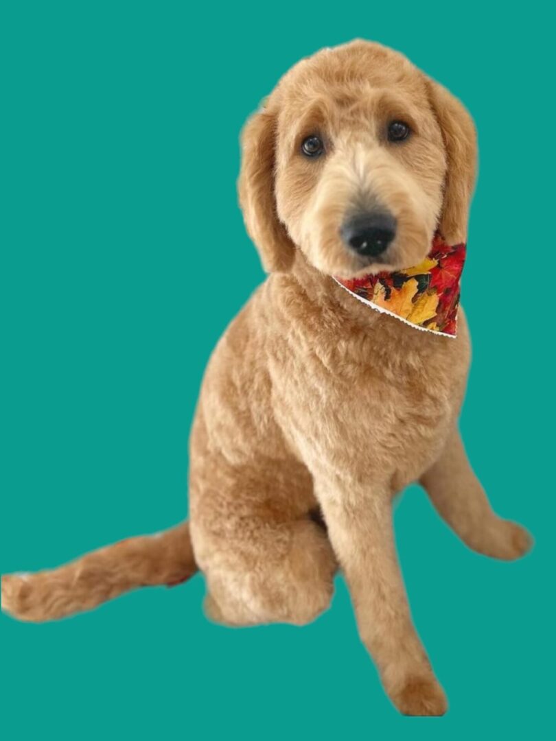 A dog with a bow tie sitting on the ground.