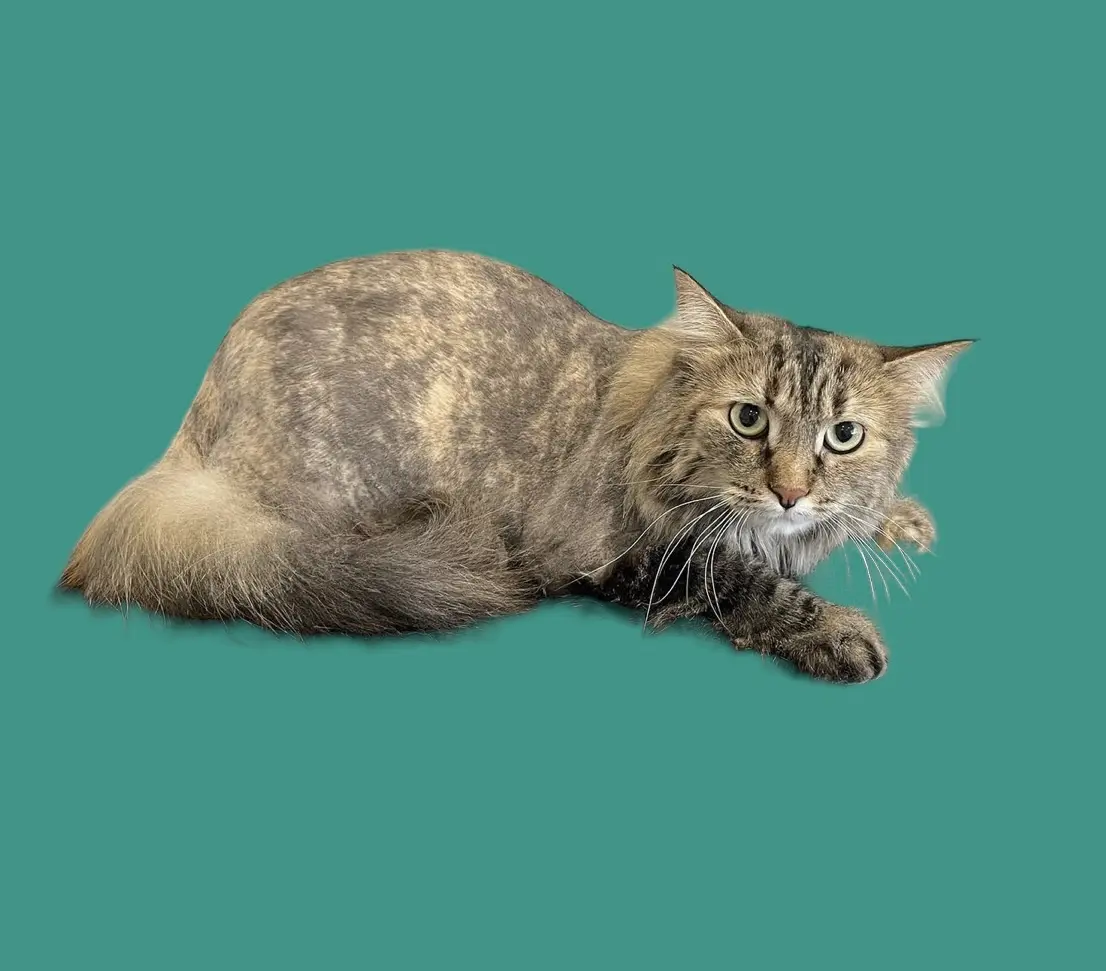 A cat is sitting on the ground in front of a green background.